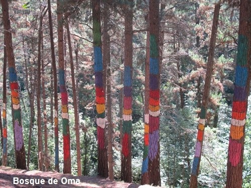 Bosque de Oma