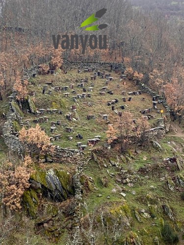 vanyou madrid